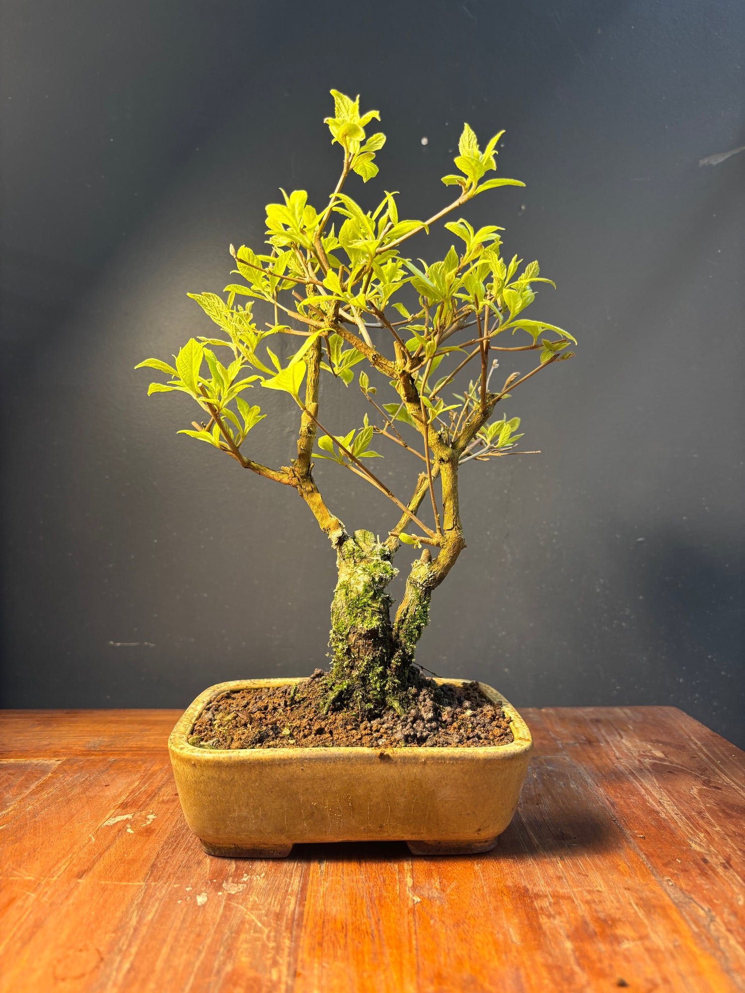 Callicarpa japonica (Callicarpe)