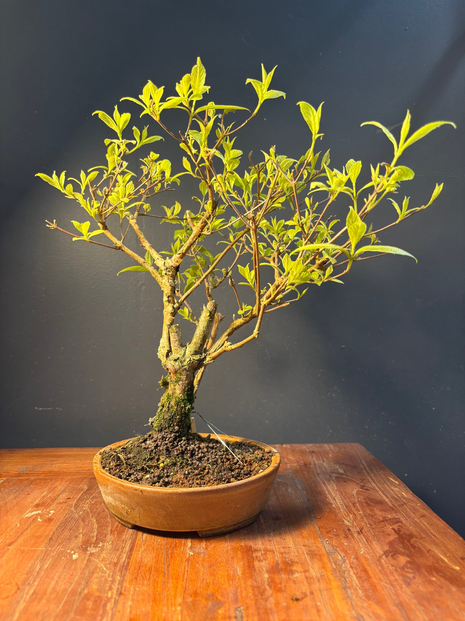 Callicarpa japonica (Callicarpe)