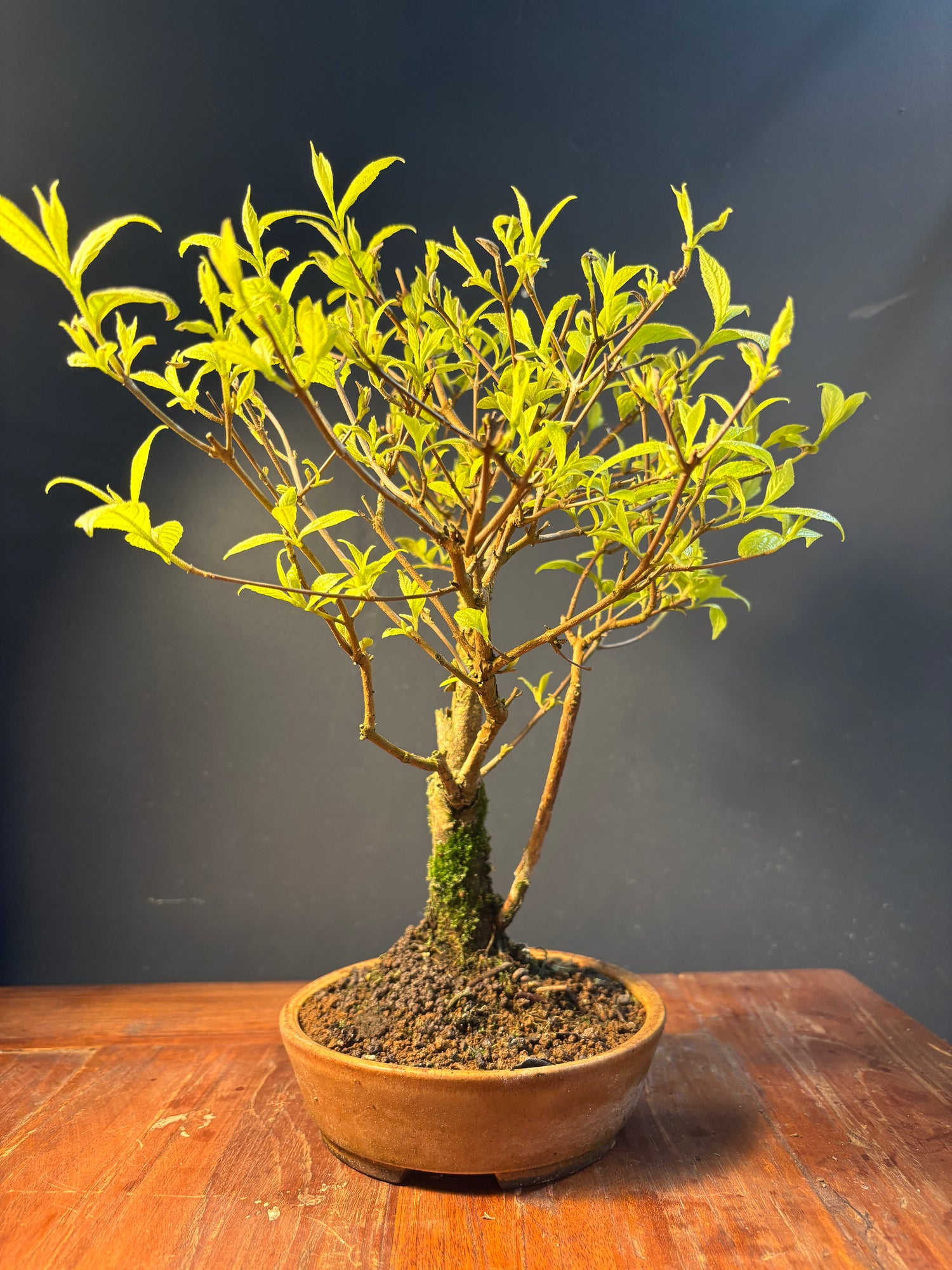Callicarpa japonica (Callicarpe)