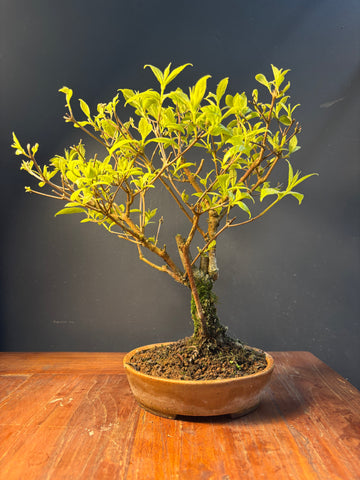 Callicarpa japonica (Callicarpe)