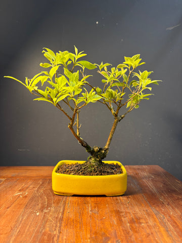 Callicarpa japonica (Callicarpe)