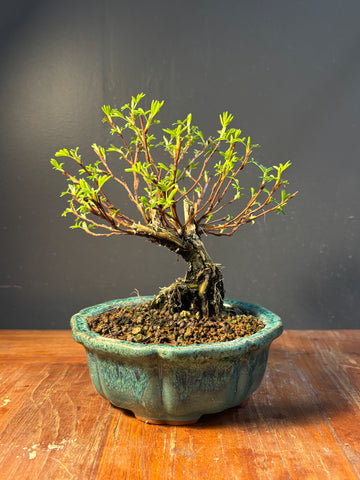 Potentilla fruticosa 'Bella Rosa' (Potentille arbustive)