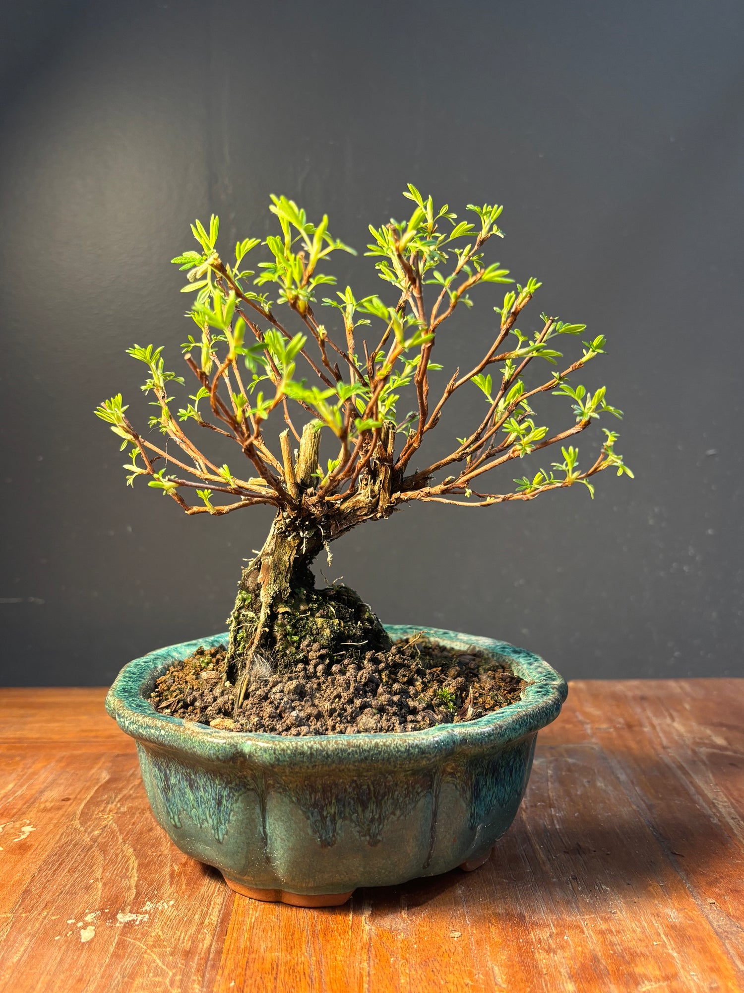 Potentilla fruticosa 'Bella Rosa' (Potentille arbustive)