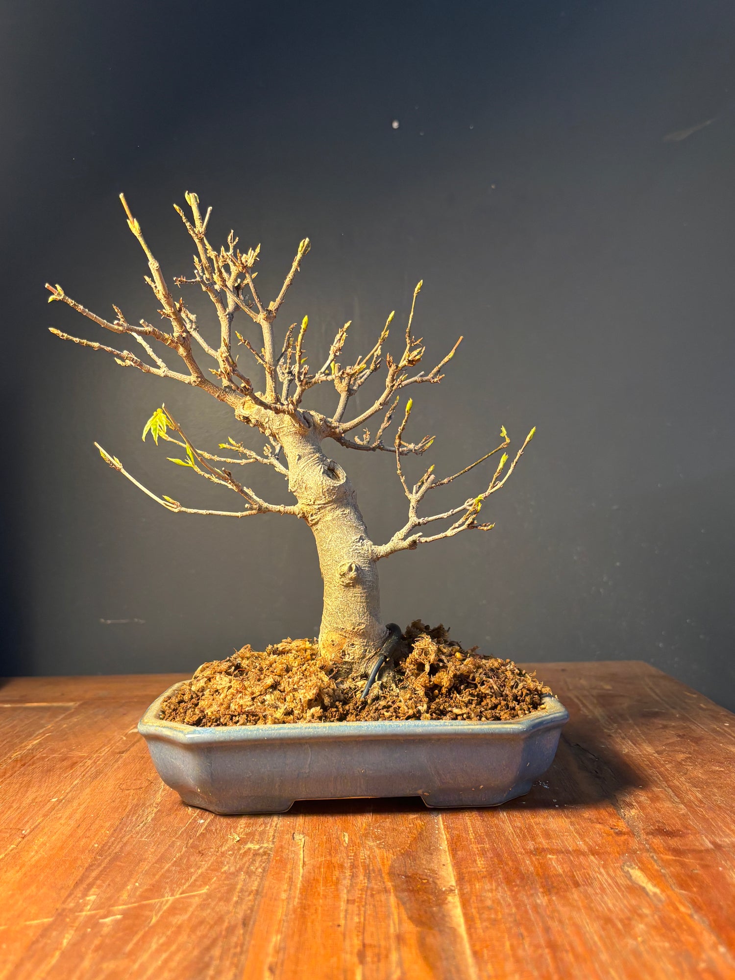 Acer buergerianum (Erable de Buerger)