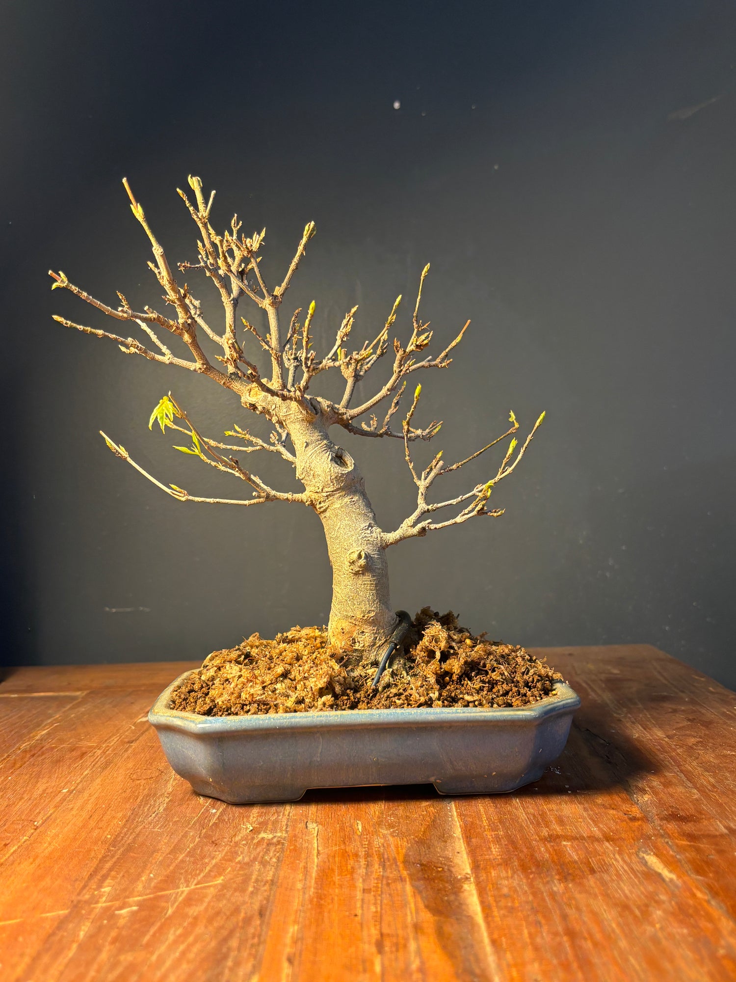 Acer buergerianum (Erable de Buerger)