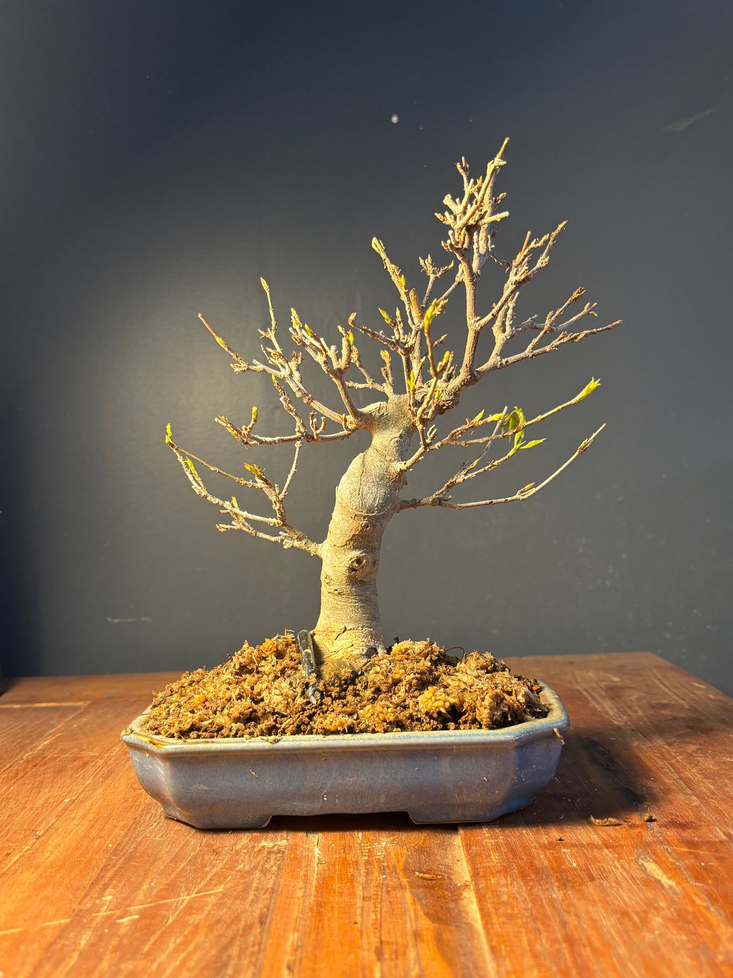 Acer buergerianum (Erable de Buerger)