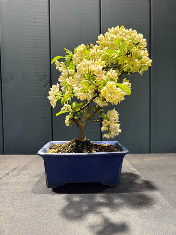 Malus sargentii