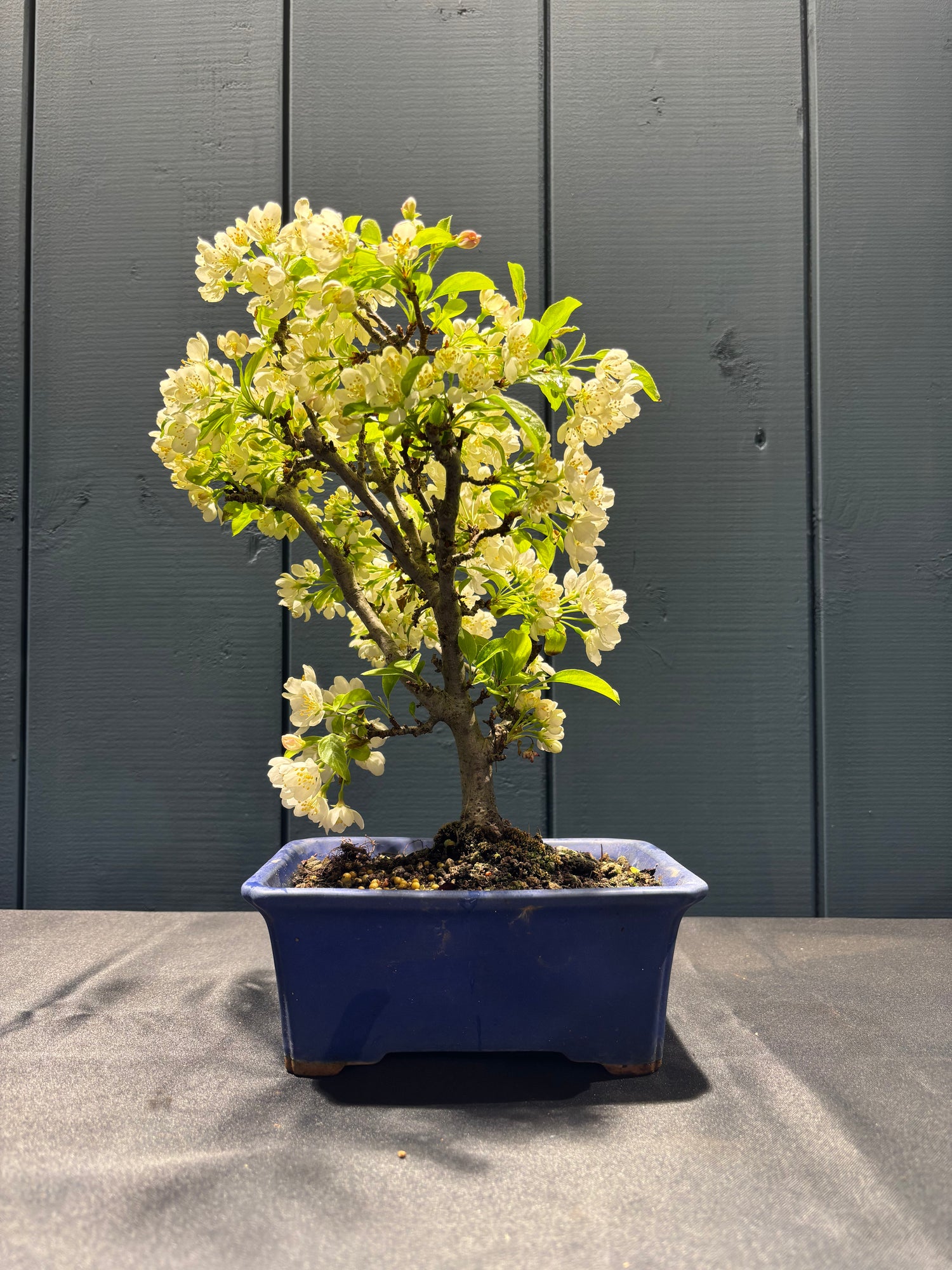 Malus sargentii