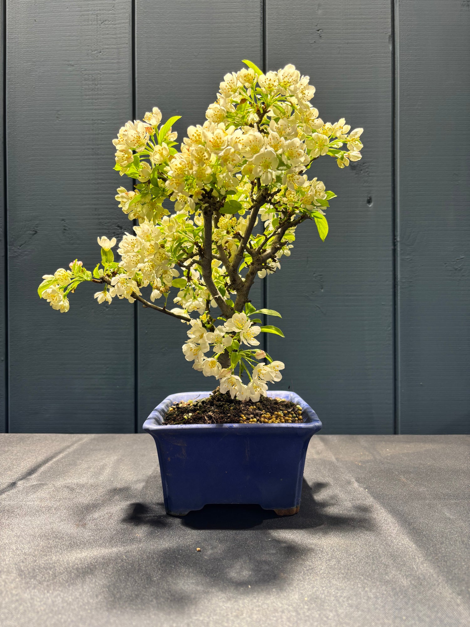 Malus sargentii