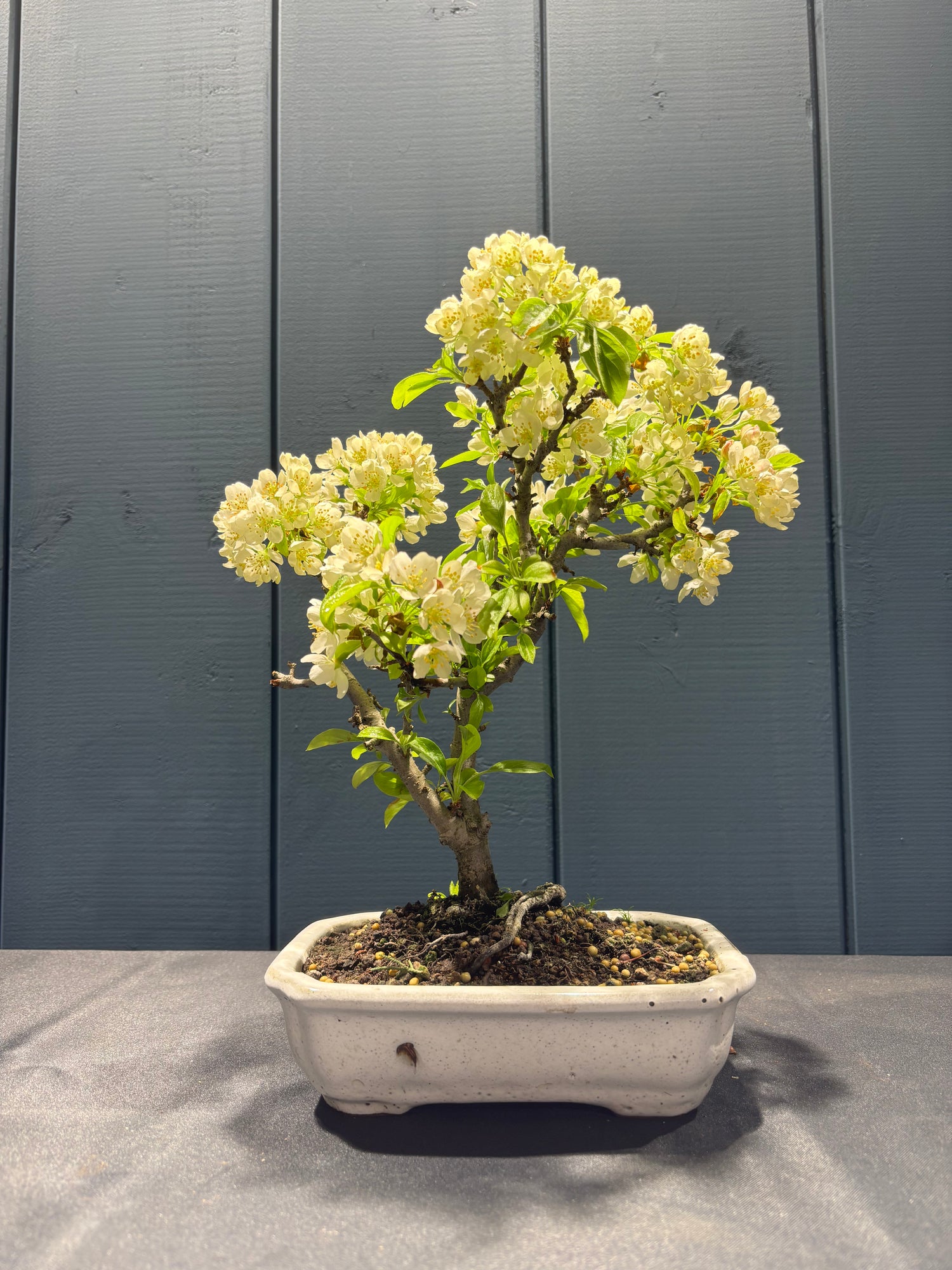 Malus sargentii