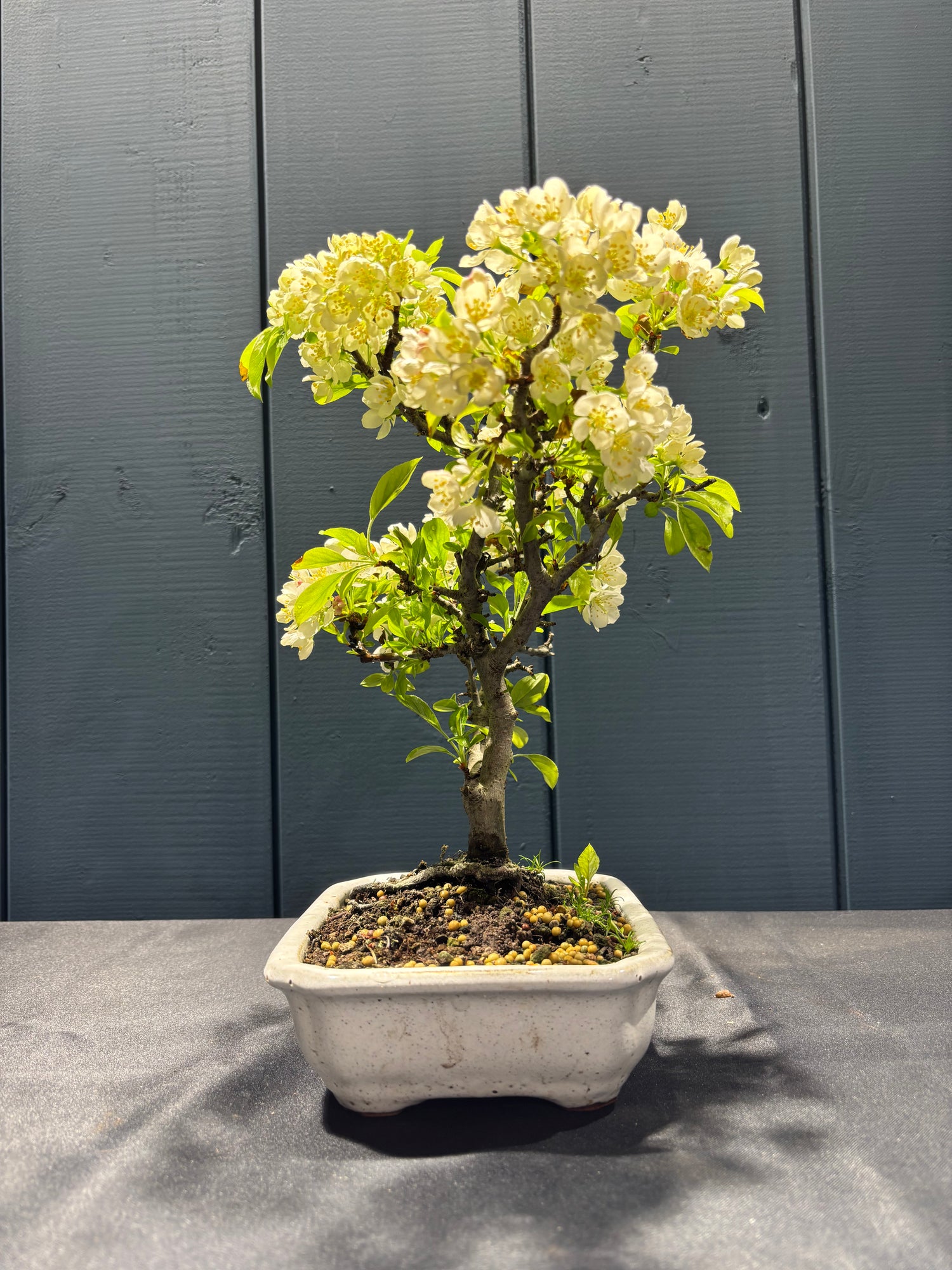 Malus sargentii
