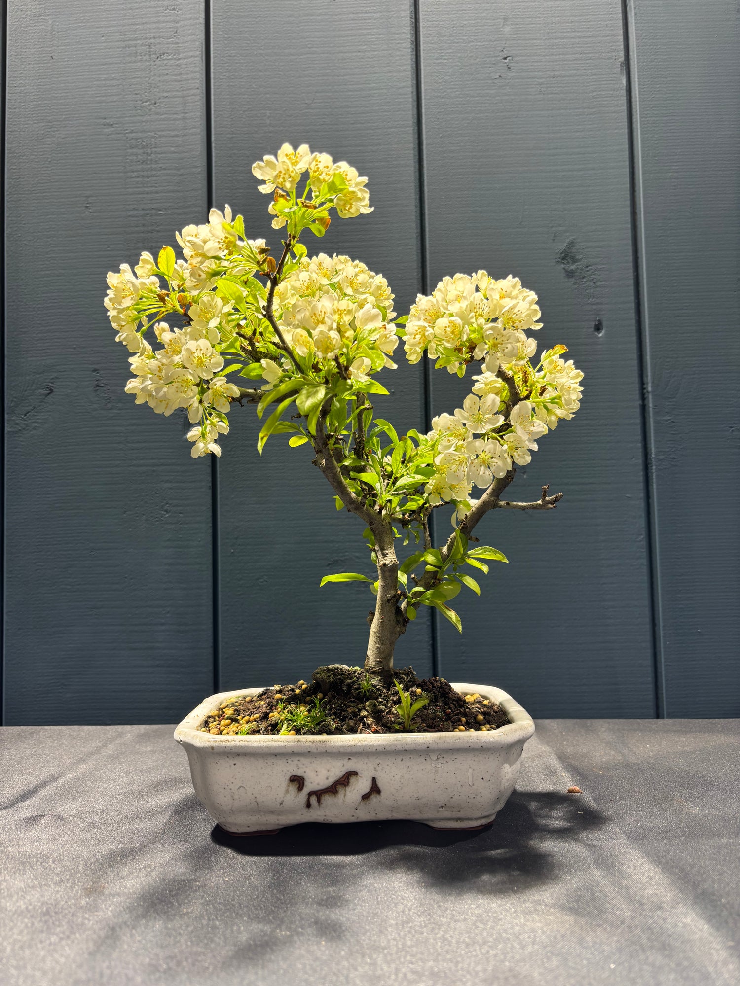 Malus sargentii