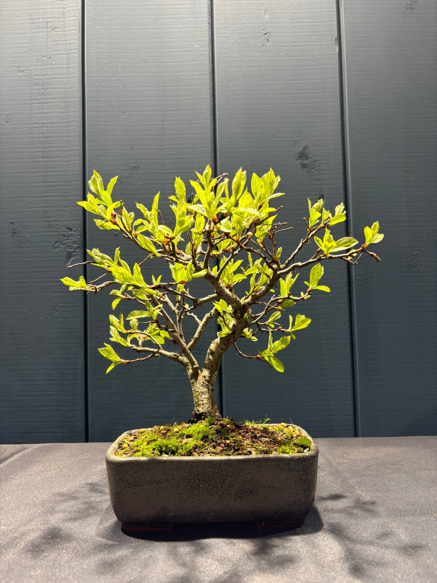 Pourthiaea villosa (Photinia villosa)