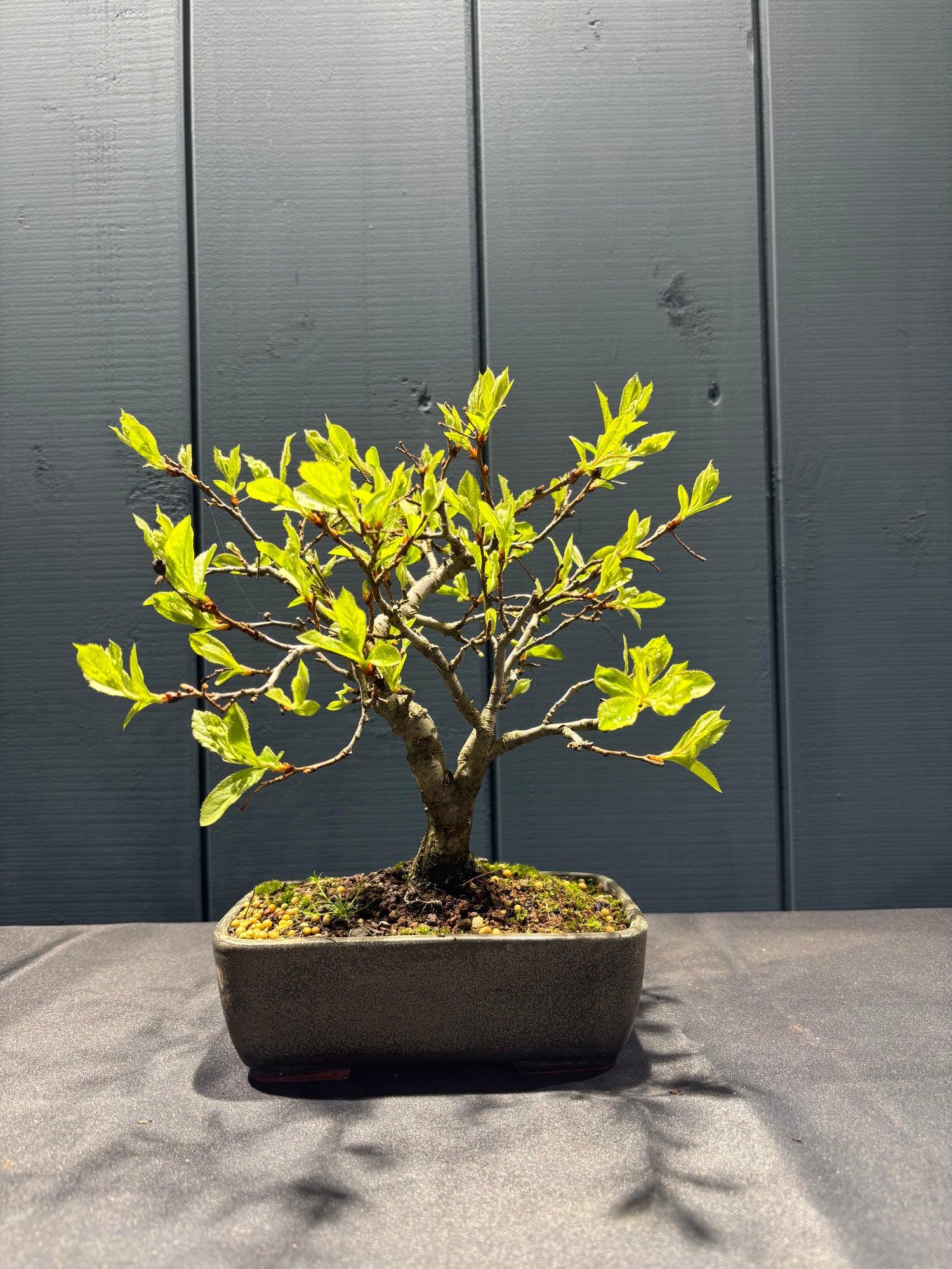 Pourthiaea villosa (Photinia villosa)