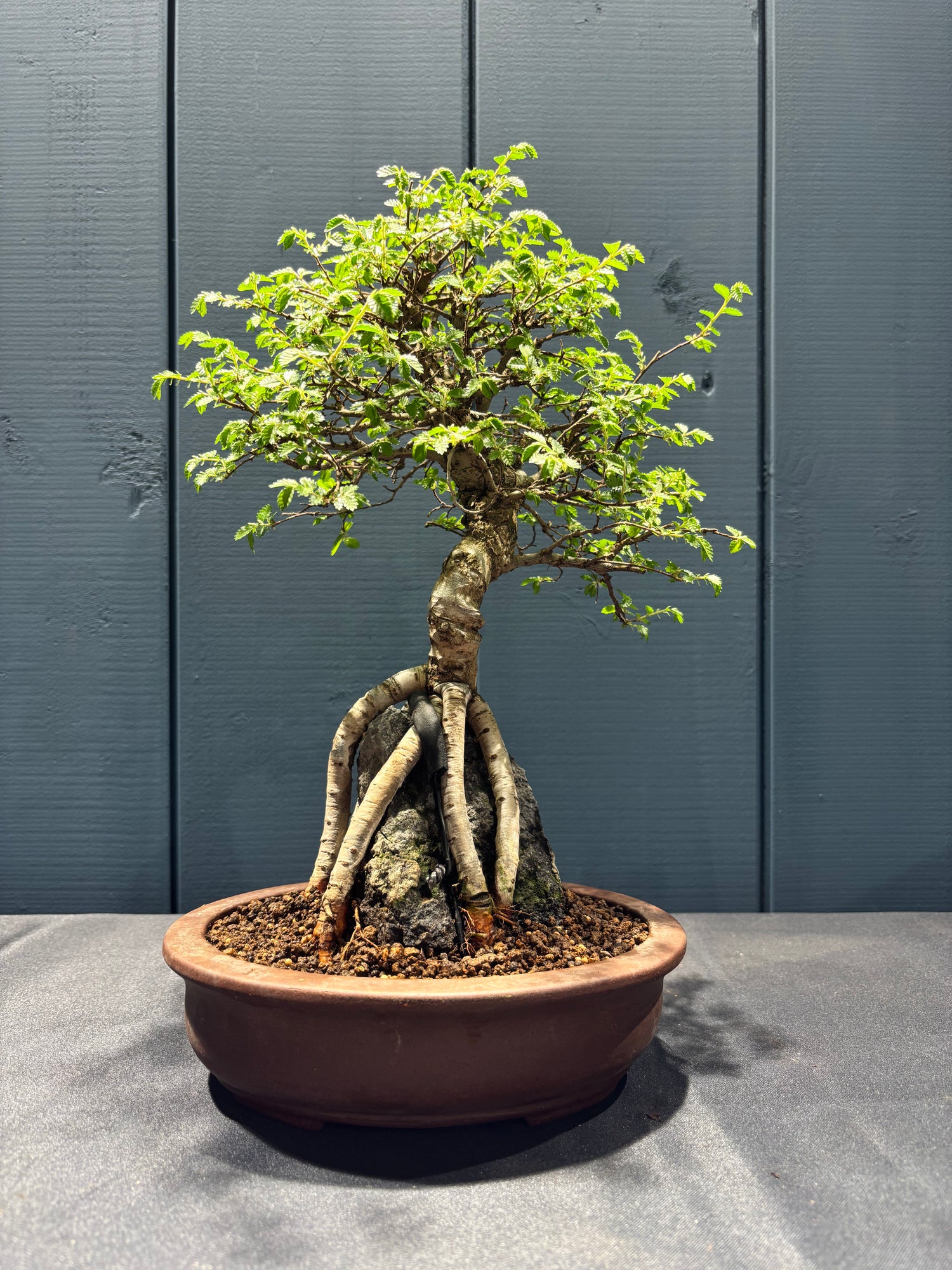 Ulmus parvifolia (Orme)