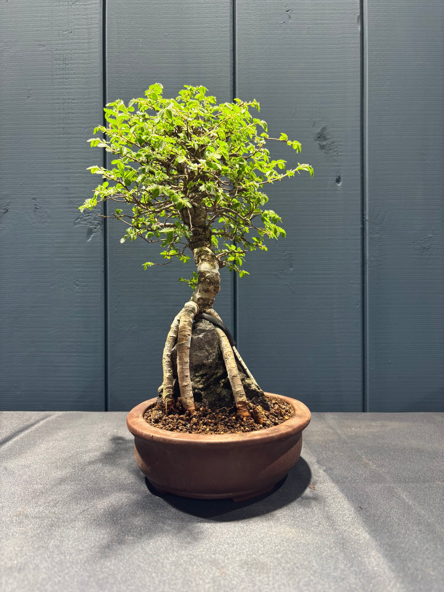 Ulmus parvifolia (Orme)