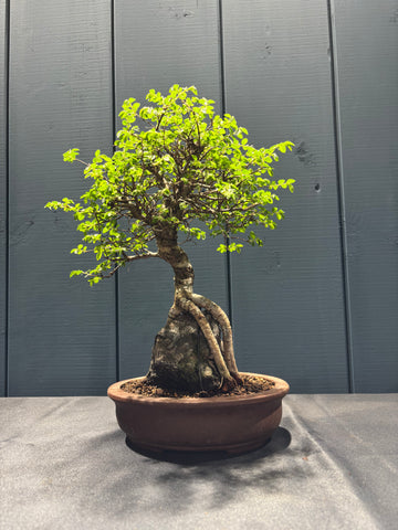 Ulmus parvifolia (Orme)