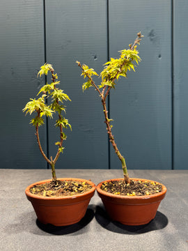 Acer palmatum 'Shishigashira'