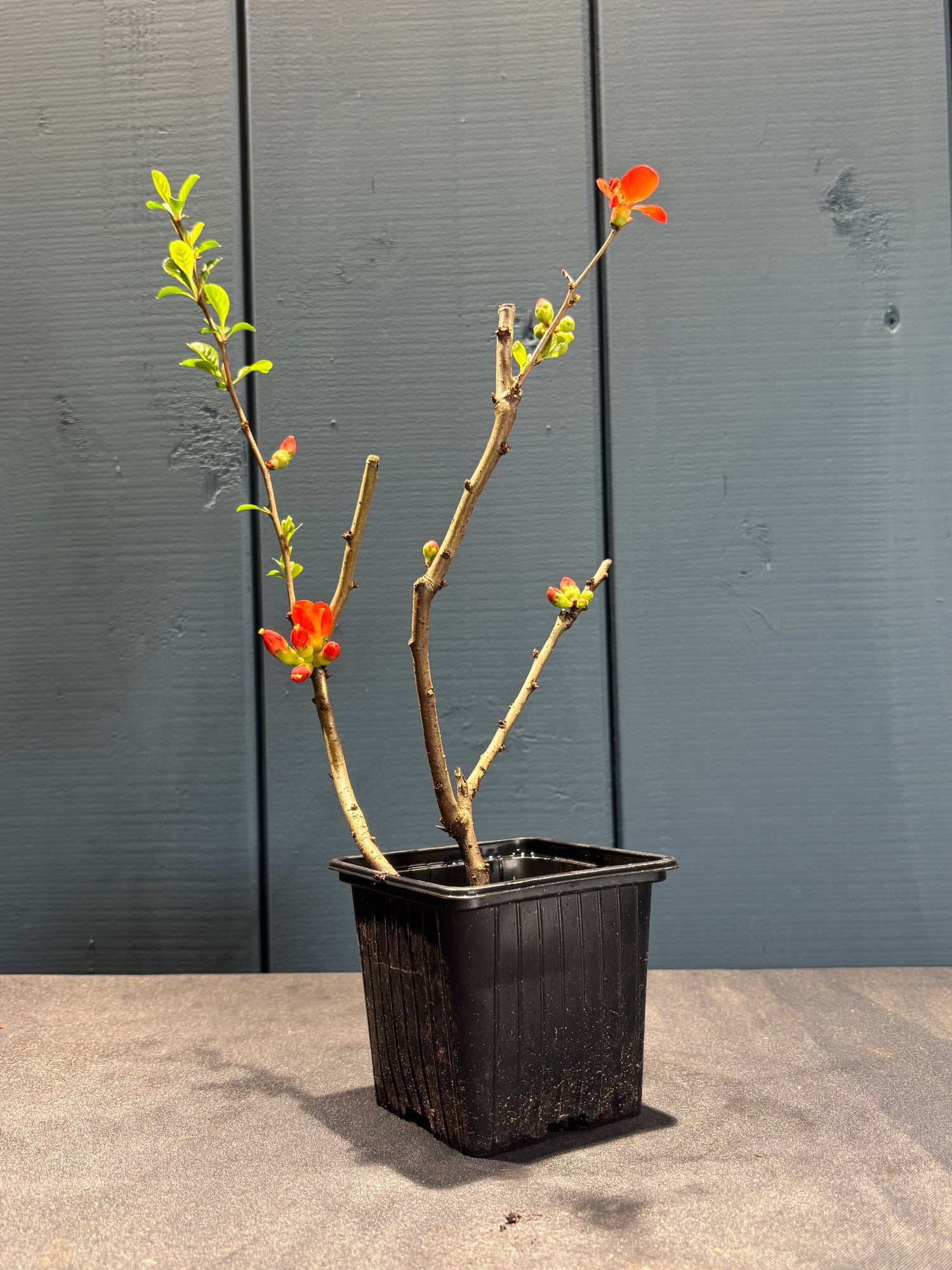 Chaenomeles japonica 'Sargentii'(Cognassier du japon)
