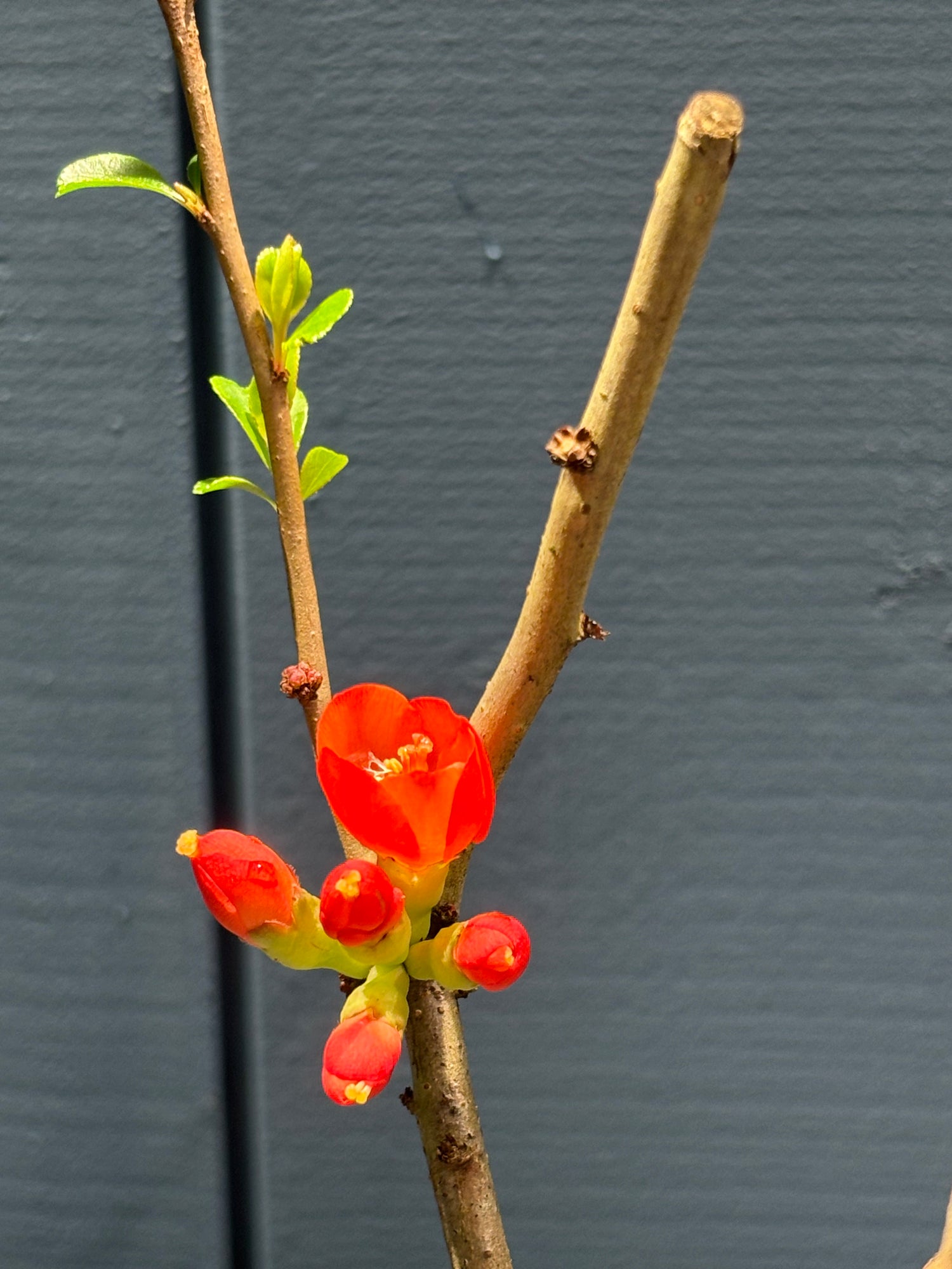 Chaenomeles japonica 'Sargentii'(Cognassier du japon)