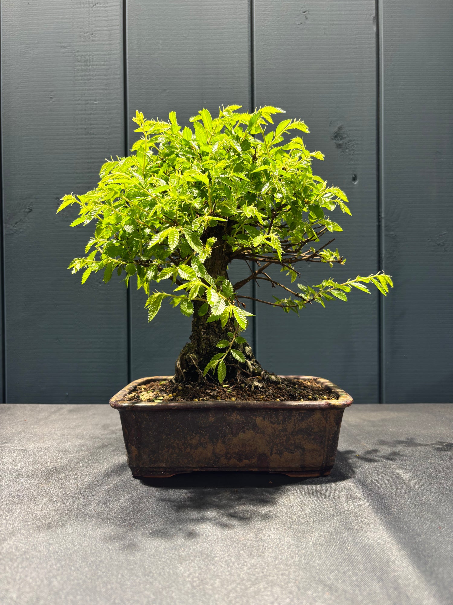 Zelkova niré (Orme du Japon)