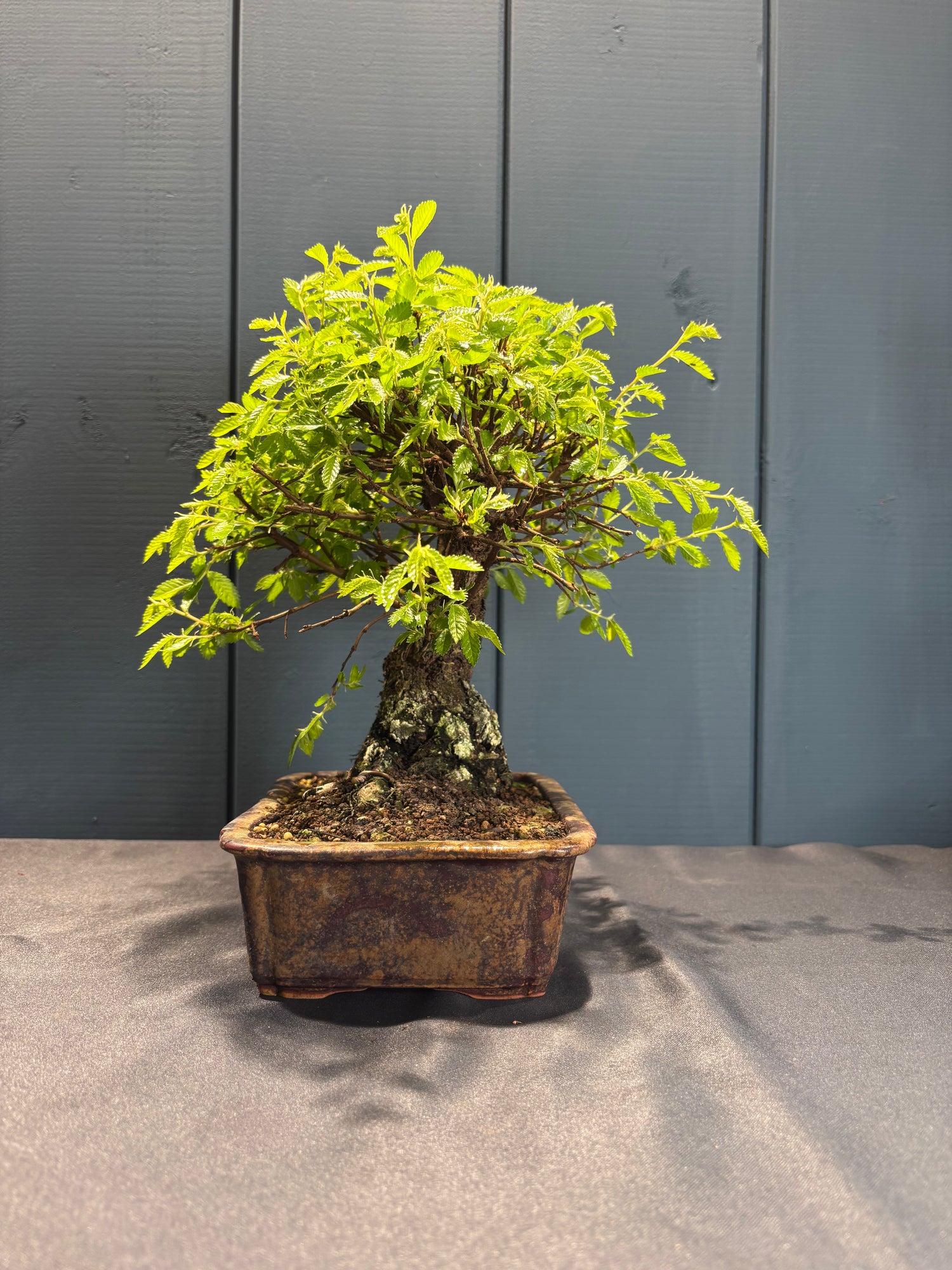 Zelkova niré (Orme du Japon)