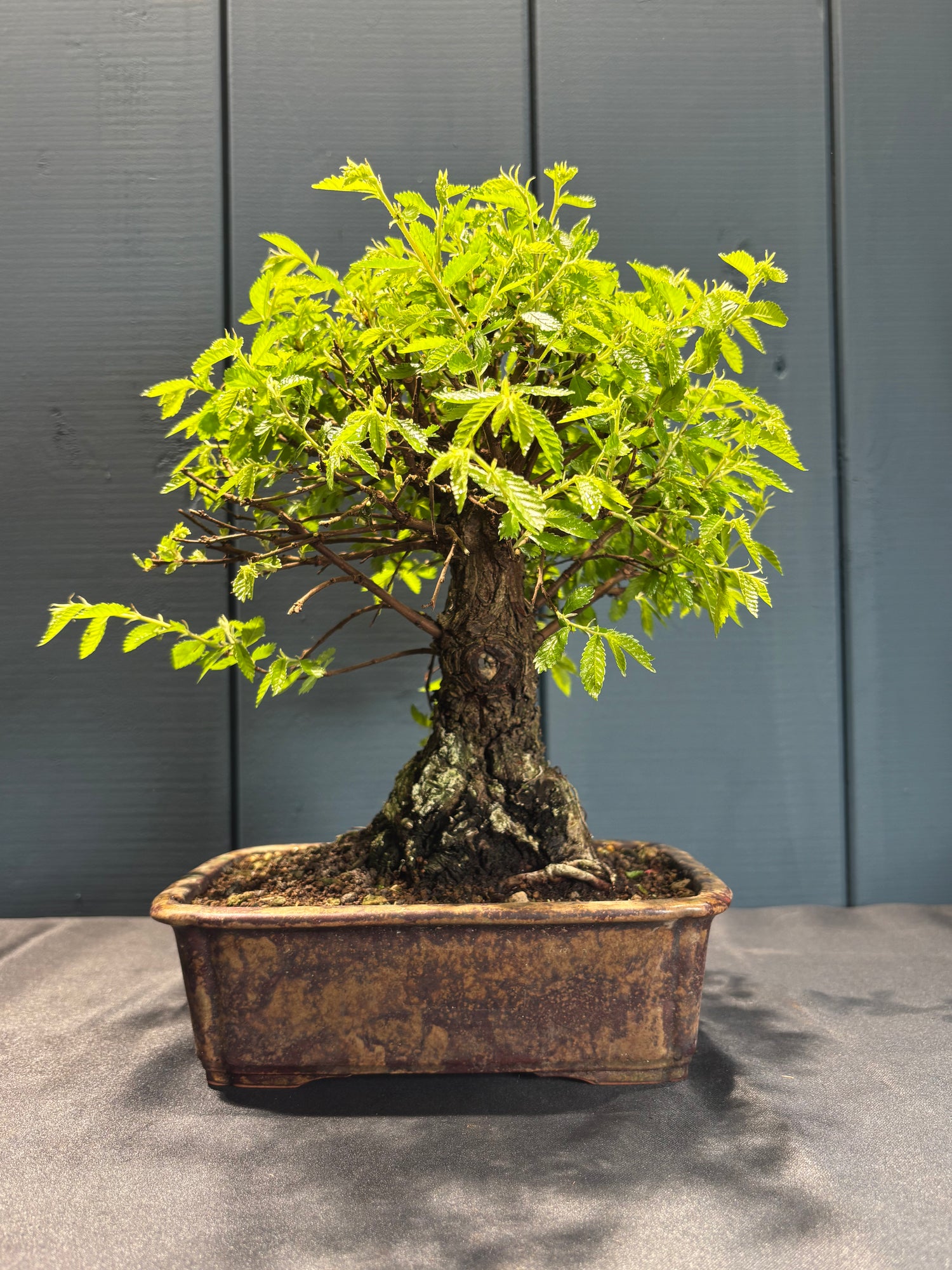 Zelkova niré (Orme du Japon)