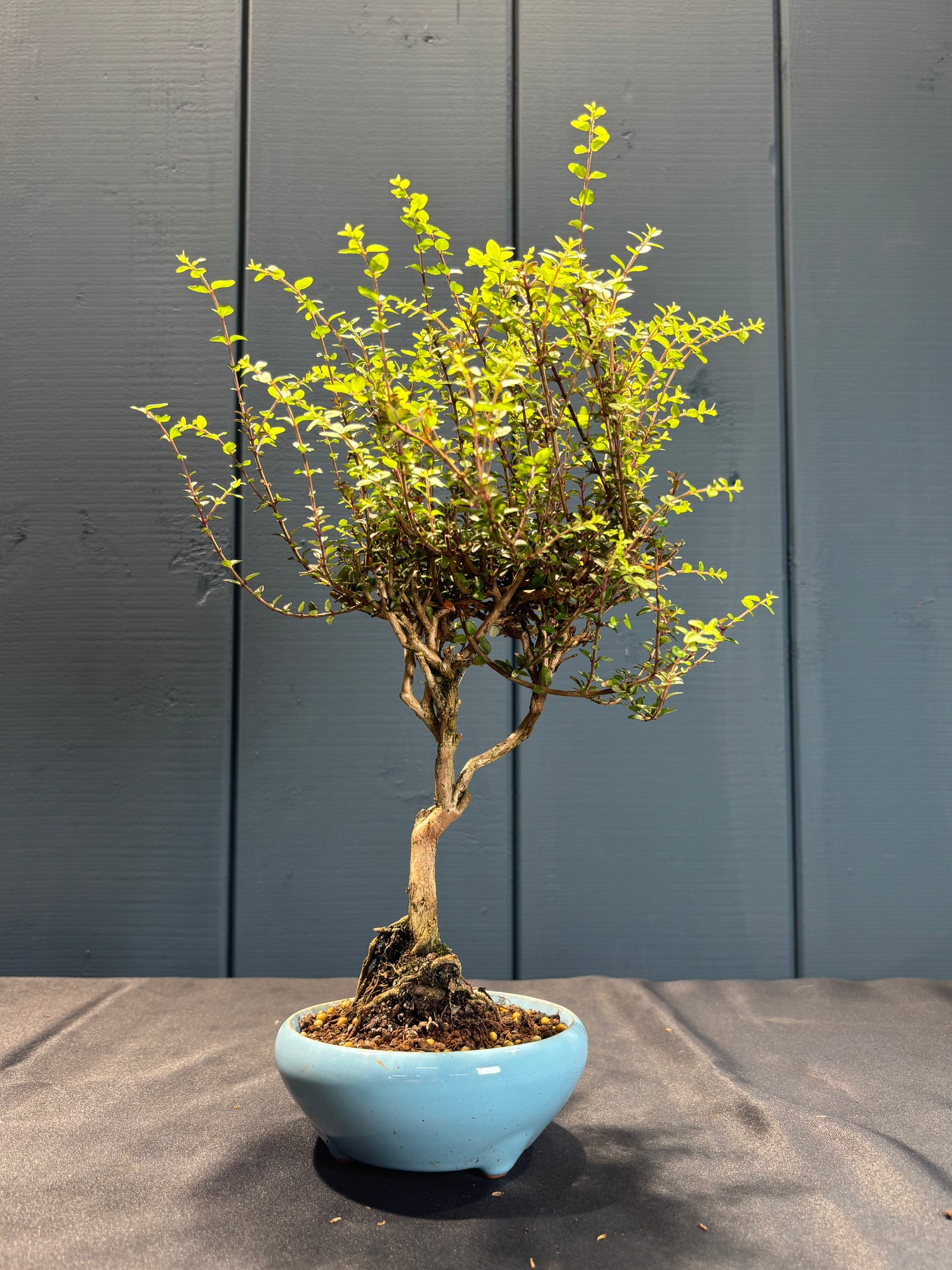 Lonicera nitida 'Twiggy' (Chèvrefeuille à feuilles de buis)