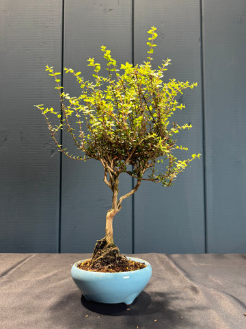 Lonicera nitida 'Twiggy' (Chèvrefeuille à feuilles de buis)
