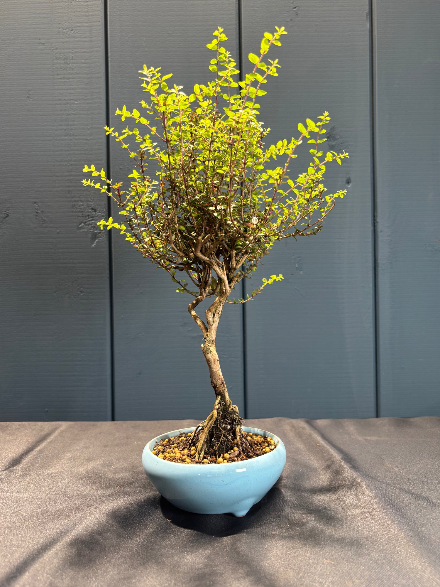 Lonicera nitida 'Twiggy' (Chèvrefeuille à feuilles de buis)