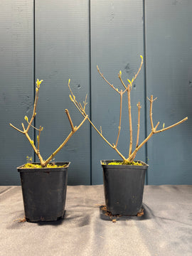 Callicarpa japonica (Callicarpe)