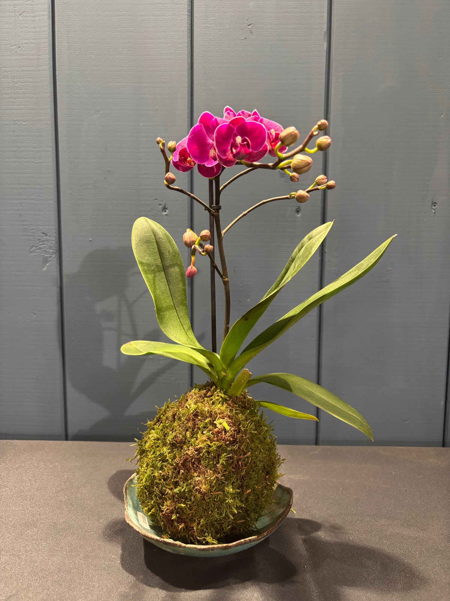 Kokedama Mini-Orchidée