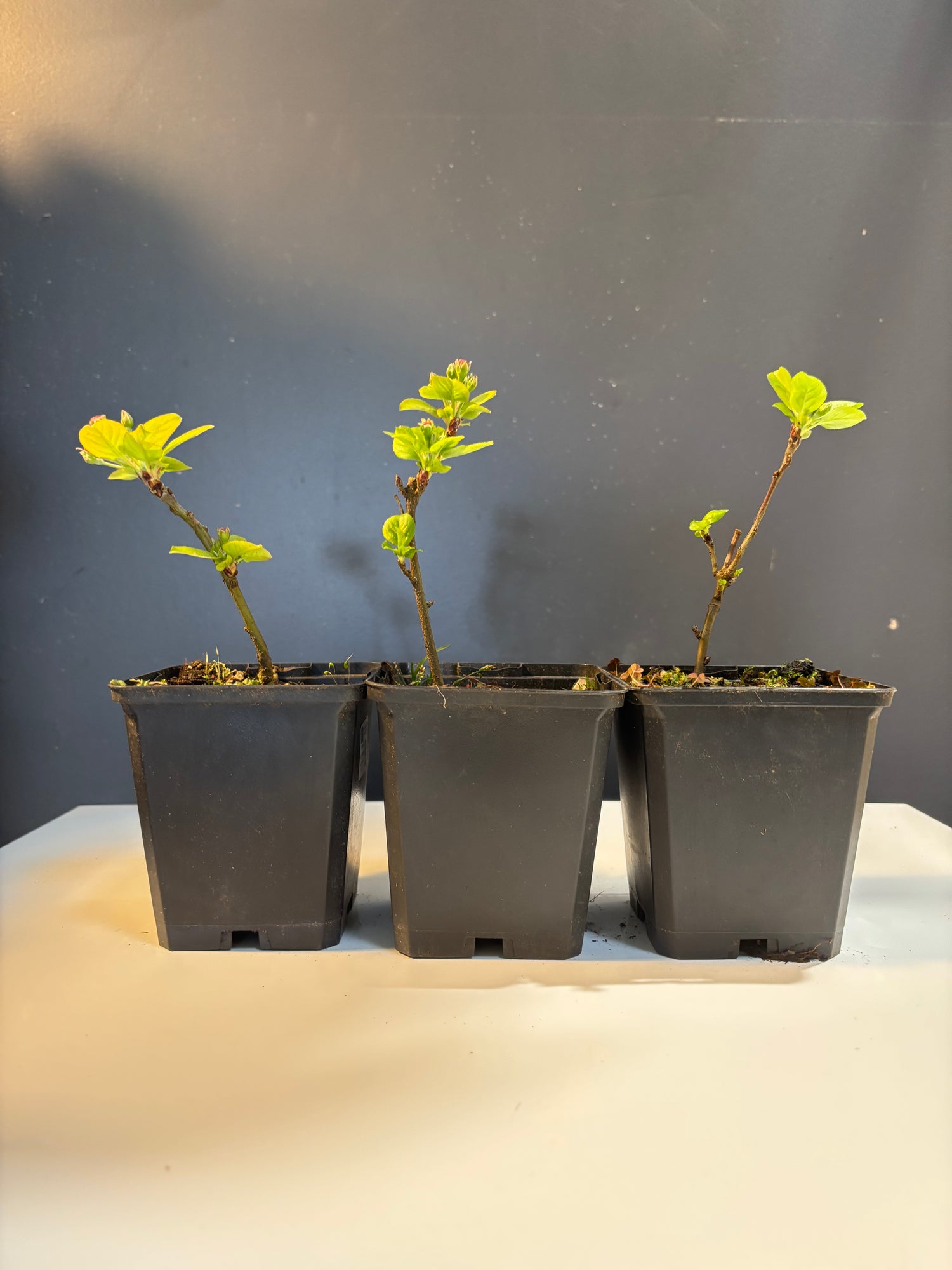 Malus sylvestris (pommier sauvage)