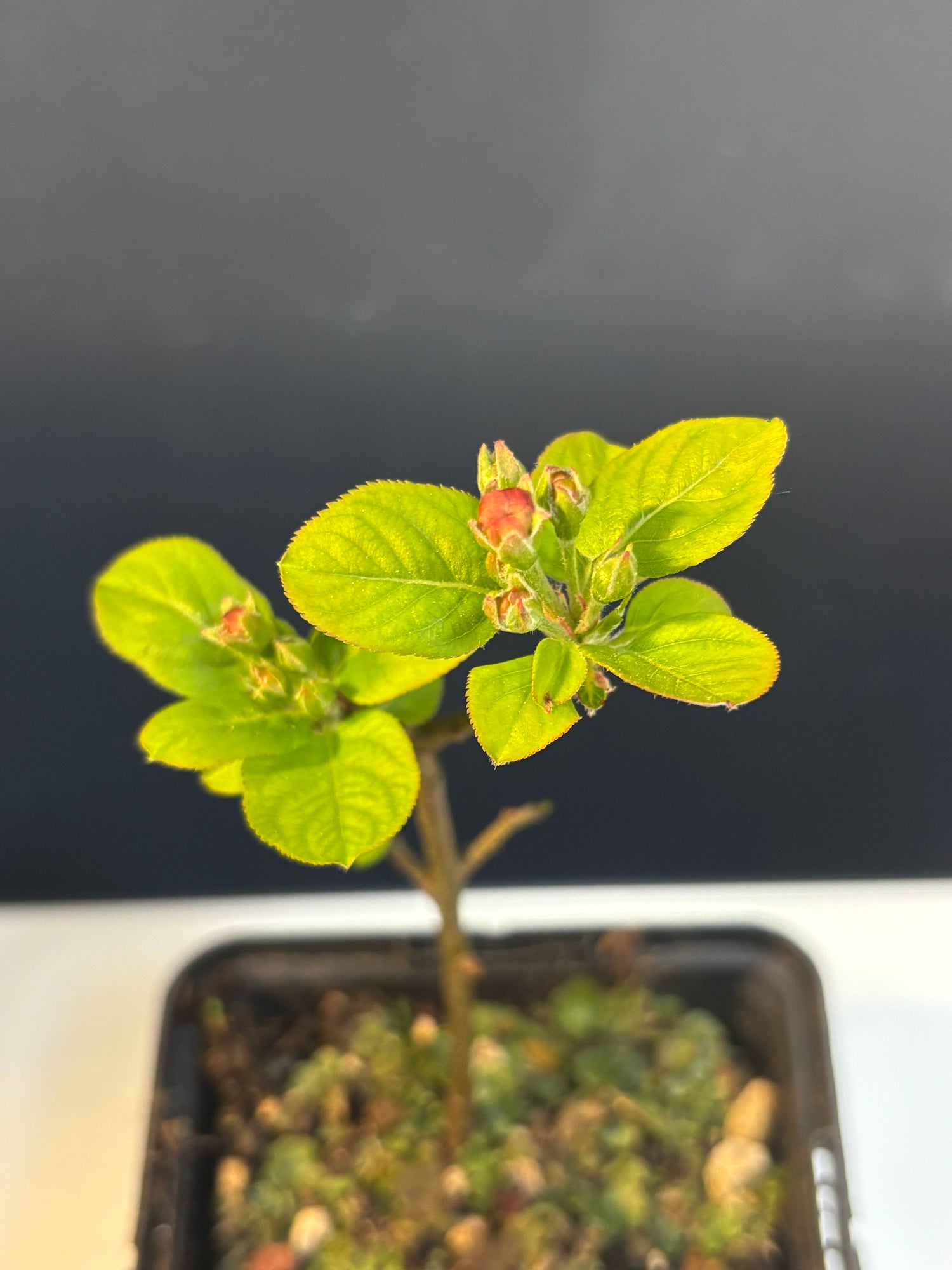 Malus sylvestris (pommier sauvage)