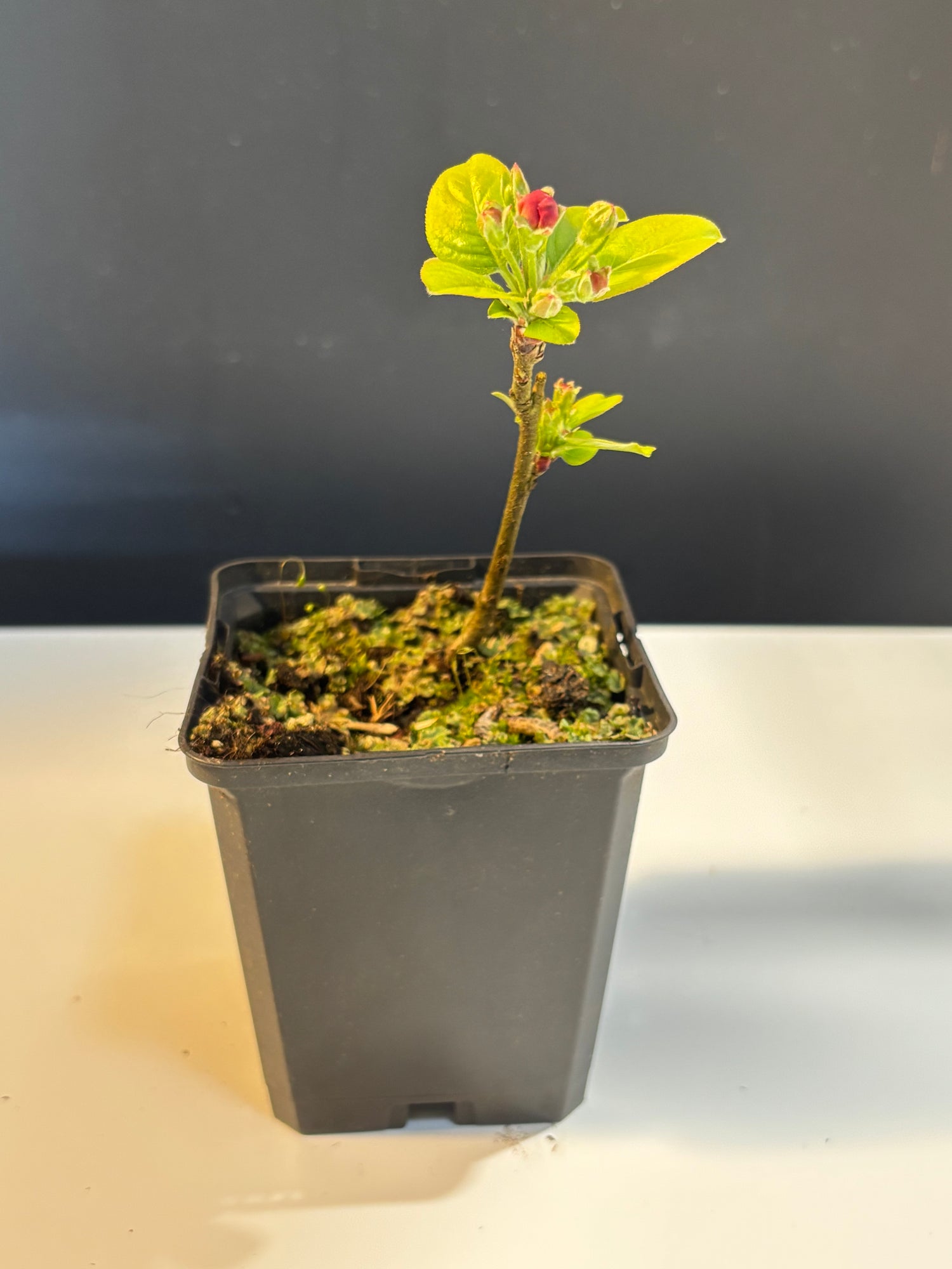 Malus sylvestris (pommier sauvage)