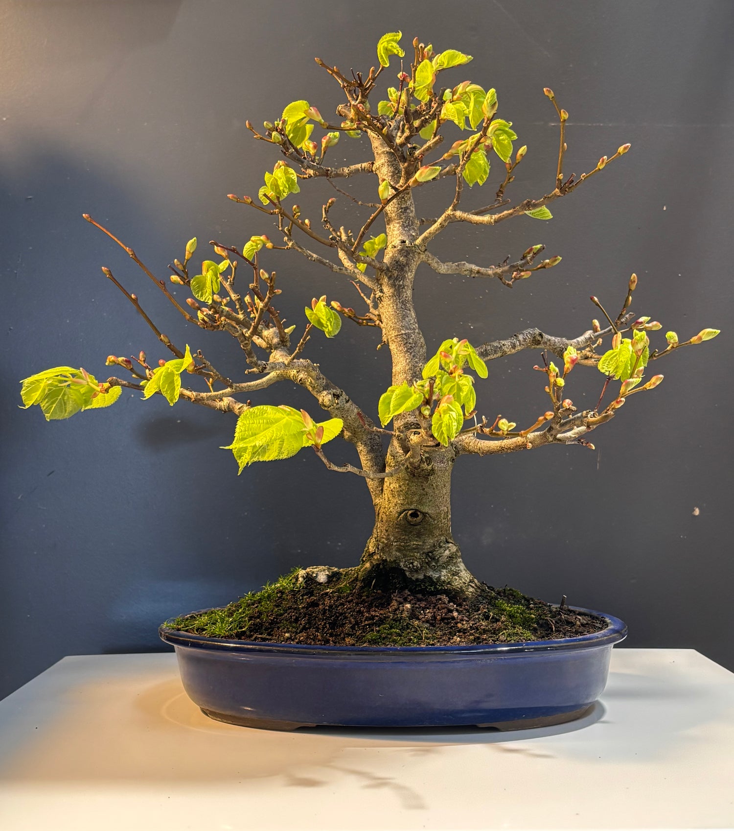 Tilia japonica (Tilleul du Japon)
