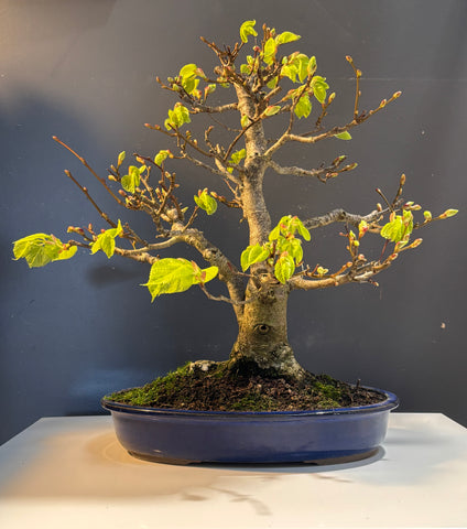 Tilia japonica (Tilleul du Japon)