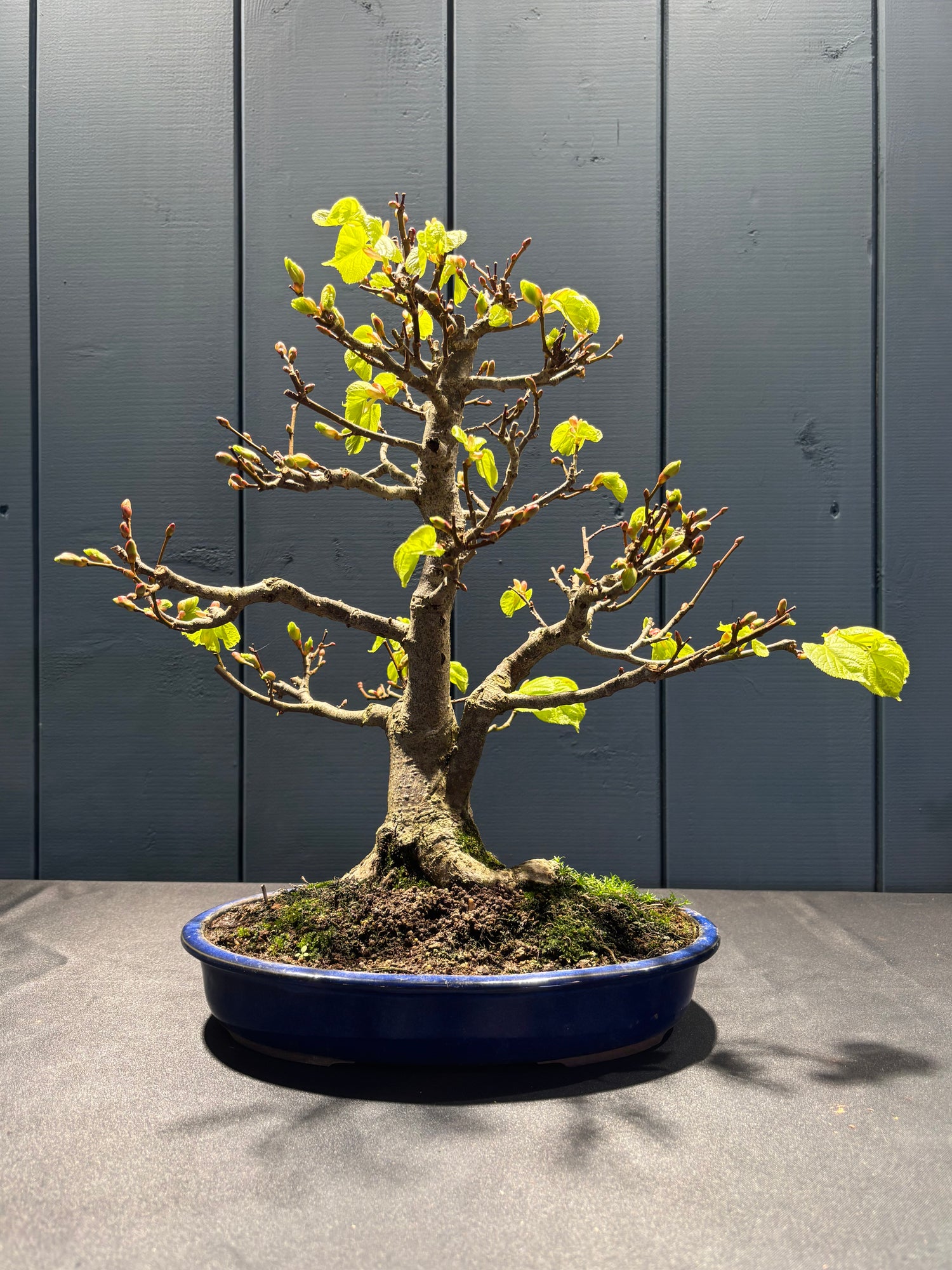 Tilia japonica (Tilleul du Japon)