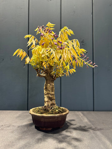 Wisteria floribunda (Glycine du Japon à fleurs violette)