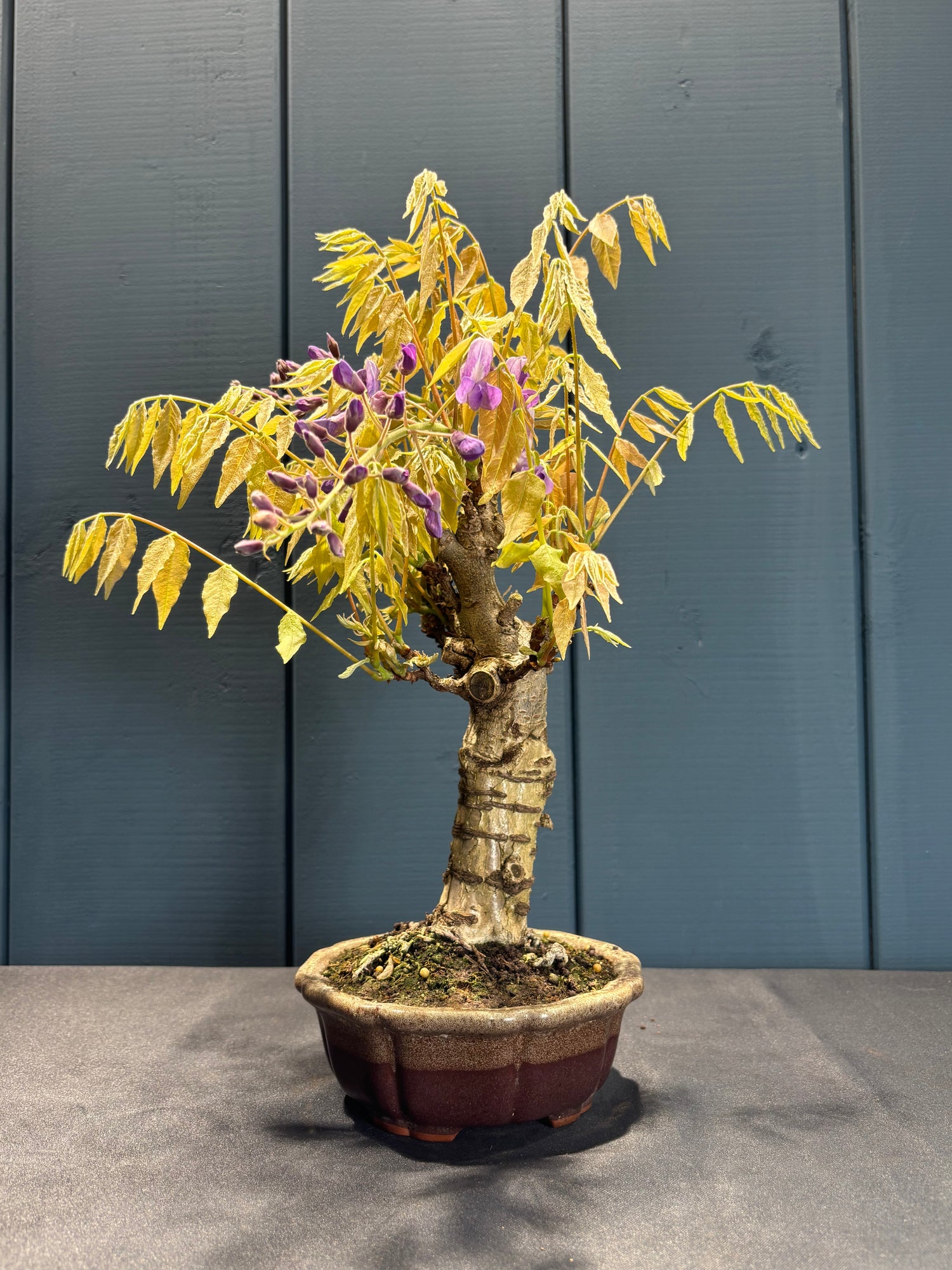 Wisteria floribunda (Glycine du Japon à fleurs violette)