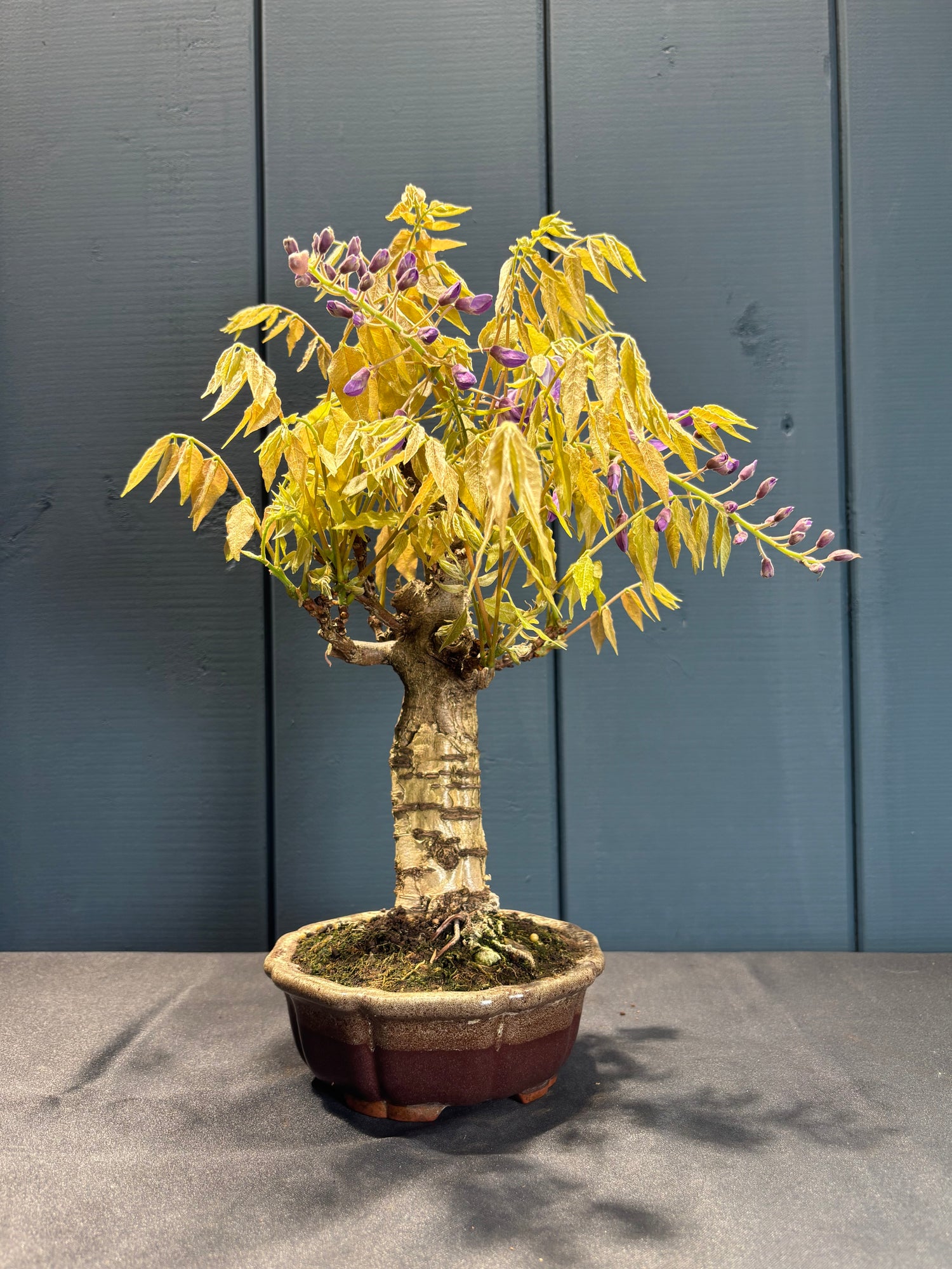 Wisteria floribunda (Glycine du Japon à fleurs violette)