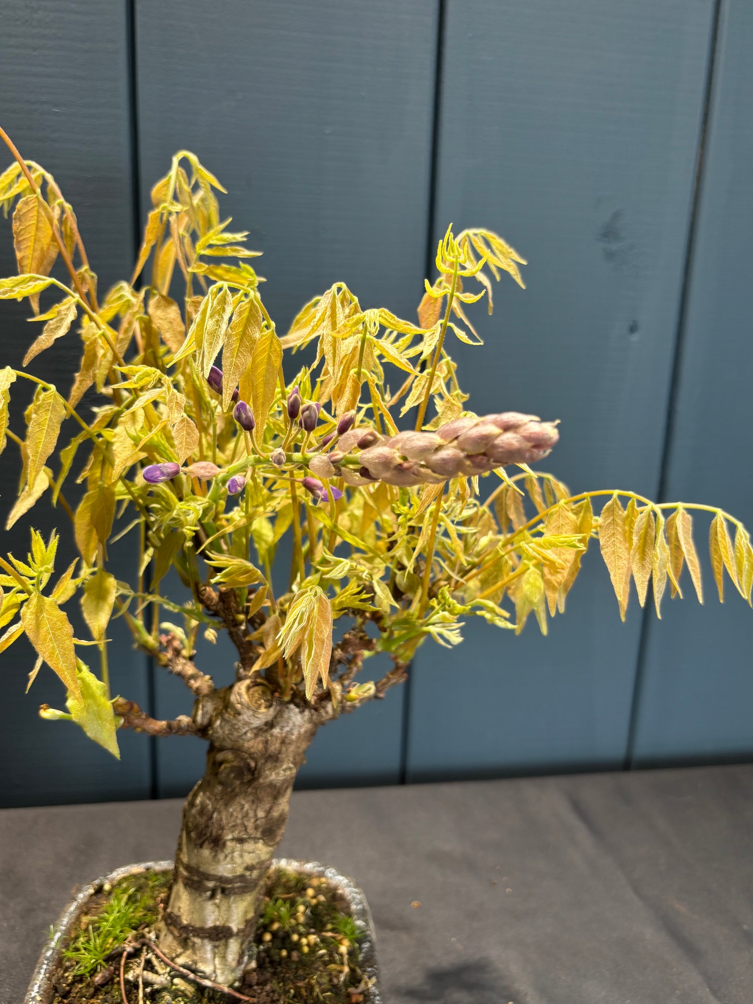 Wisteria floribunda (Glycine du Japon à fleurs violette)