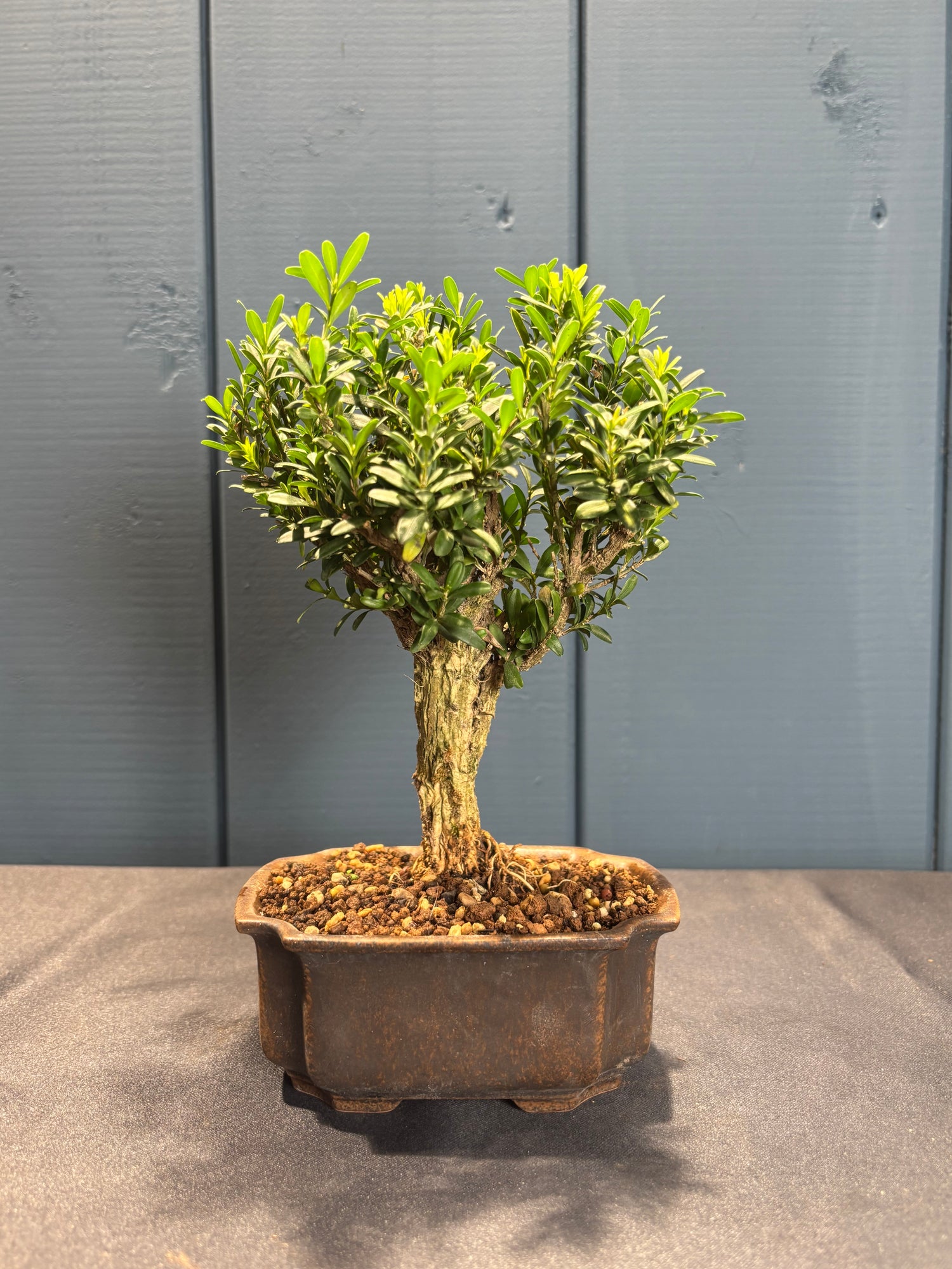 Buxus harlandii (Buis de Chine)