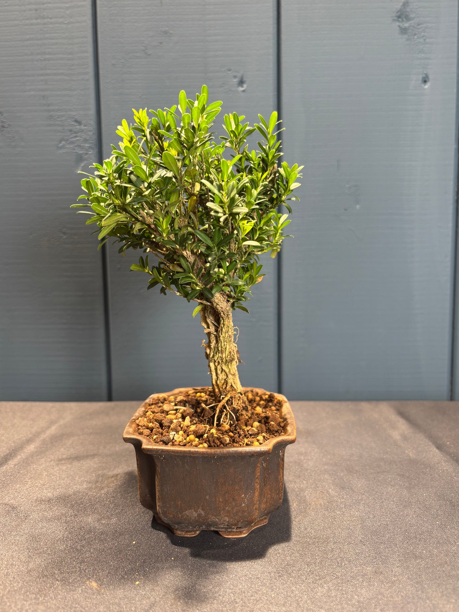 Buxus harlandii (Buis de Chine)