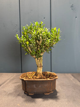 Buxus harlandii (Buis de Chine)