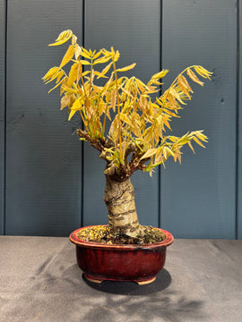 Wisteria floribunda (Glycine du Japon à fleurs violette)