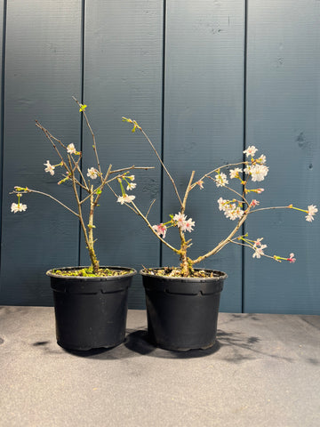 Prunus incisa 'mikinori'