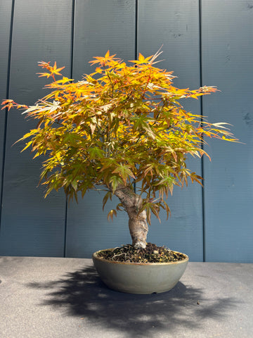 Acer palmatum Yamamomiji