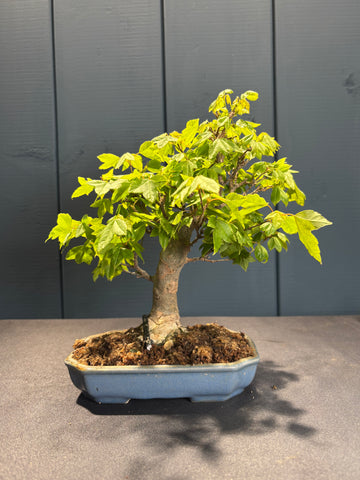 Acer buergerianum (Erable de Buerger)