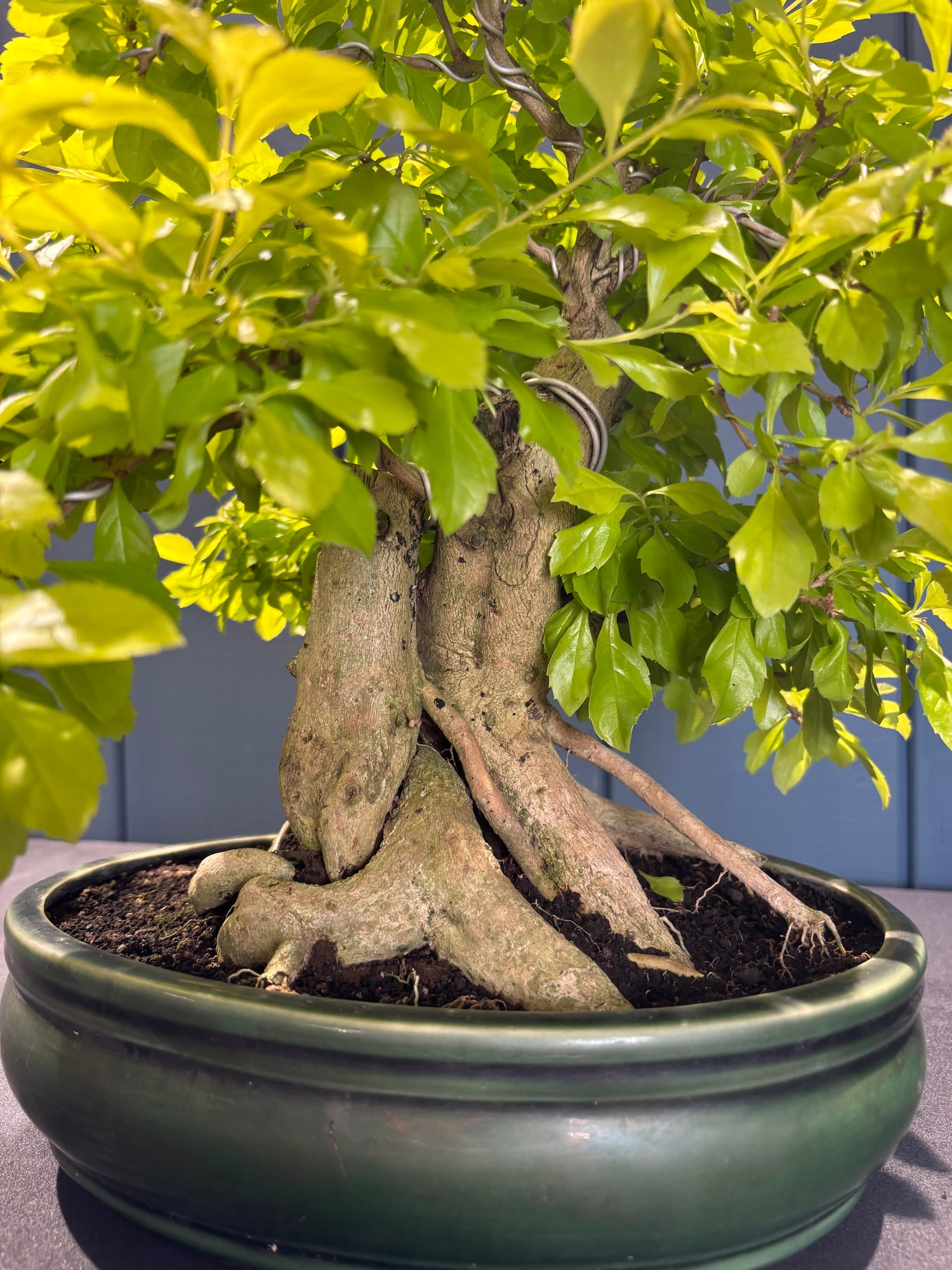 Durantha repens (Vanillier de Cayenne)